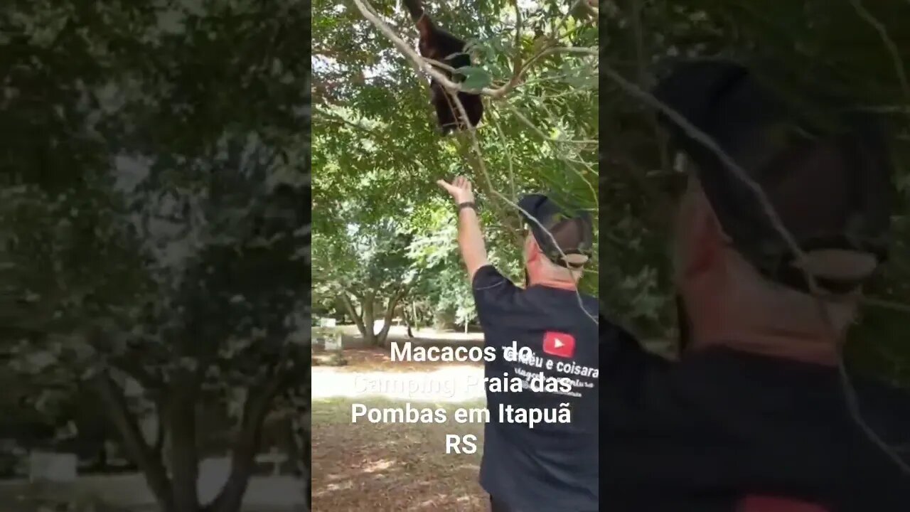 MACACOS DO CAMPING PRAIA DAS POMBAS EM ITAPUÃ RS #tendeuecoisarada #acampamento #campinglife