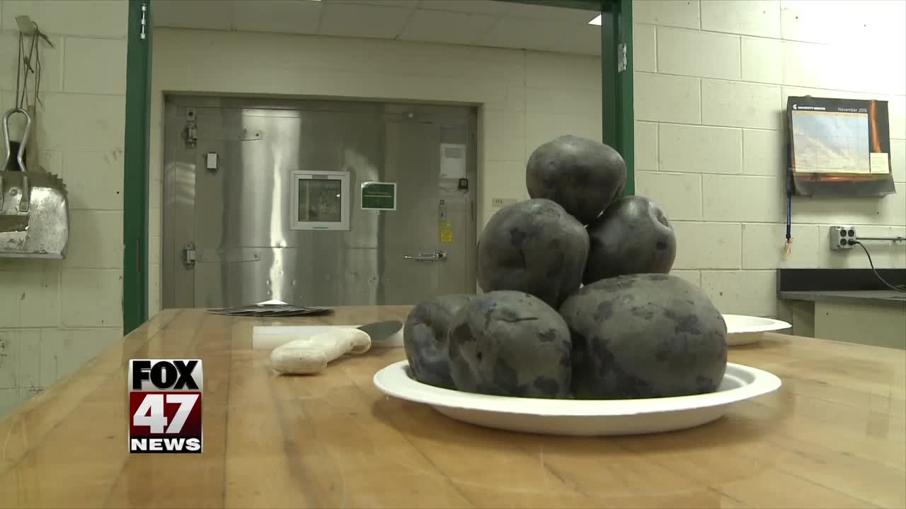 MSU growing, selling purple potatoes for chips