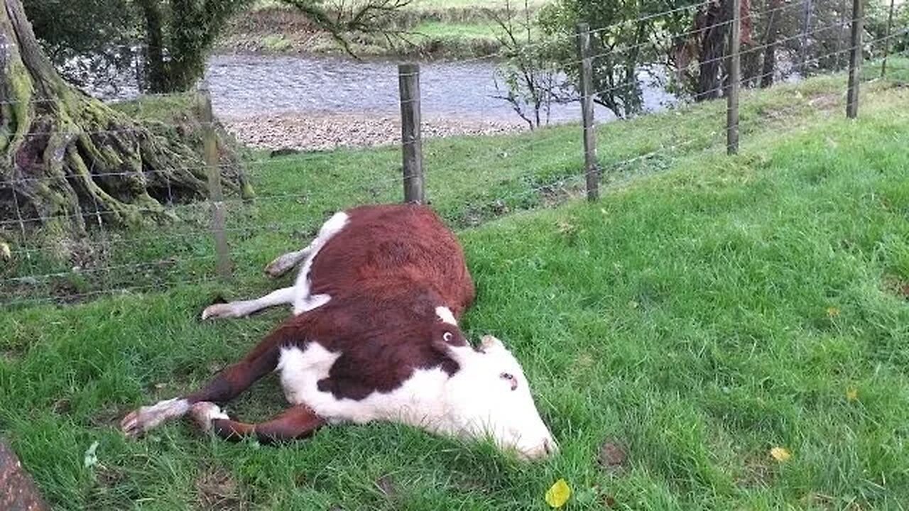 Cattle die after 1080 poison drop in Waikato