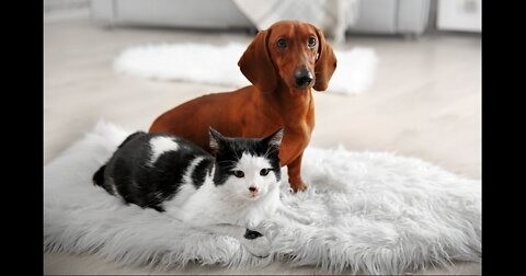 cute pets