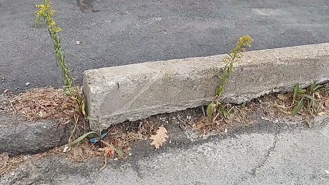 who is responsible for these bridges in the city of Boston