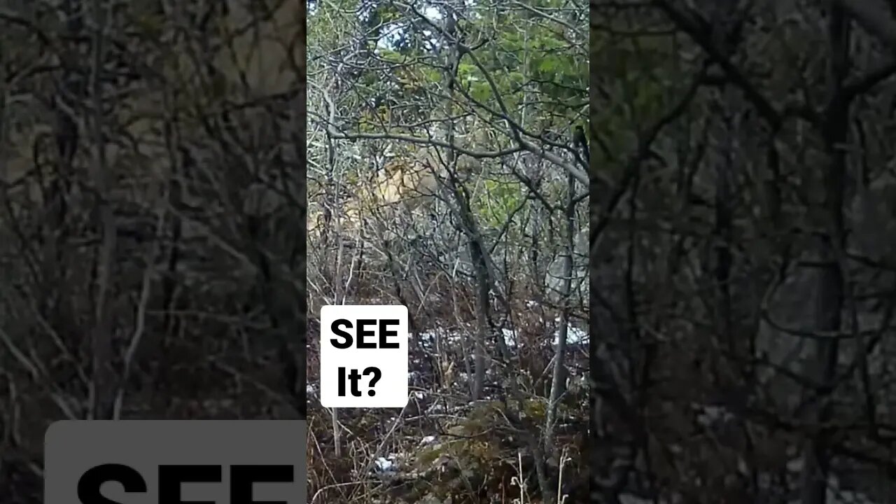 Find The Mountain Lion!