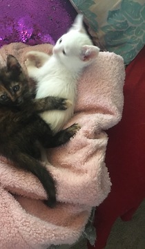 Kitten goes bananas for mini tent