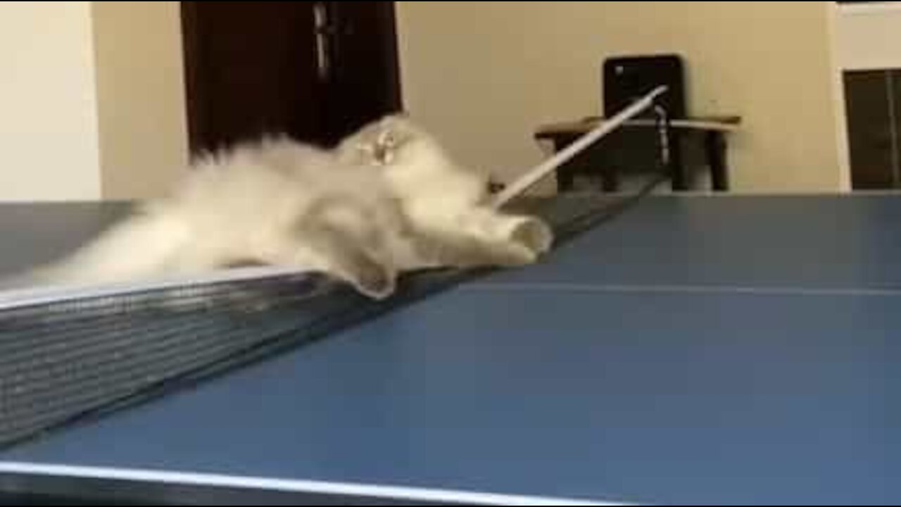 Cat goes crazy on ping-pong table!