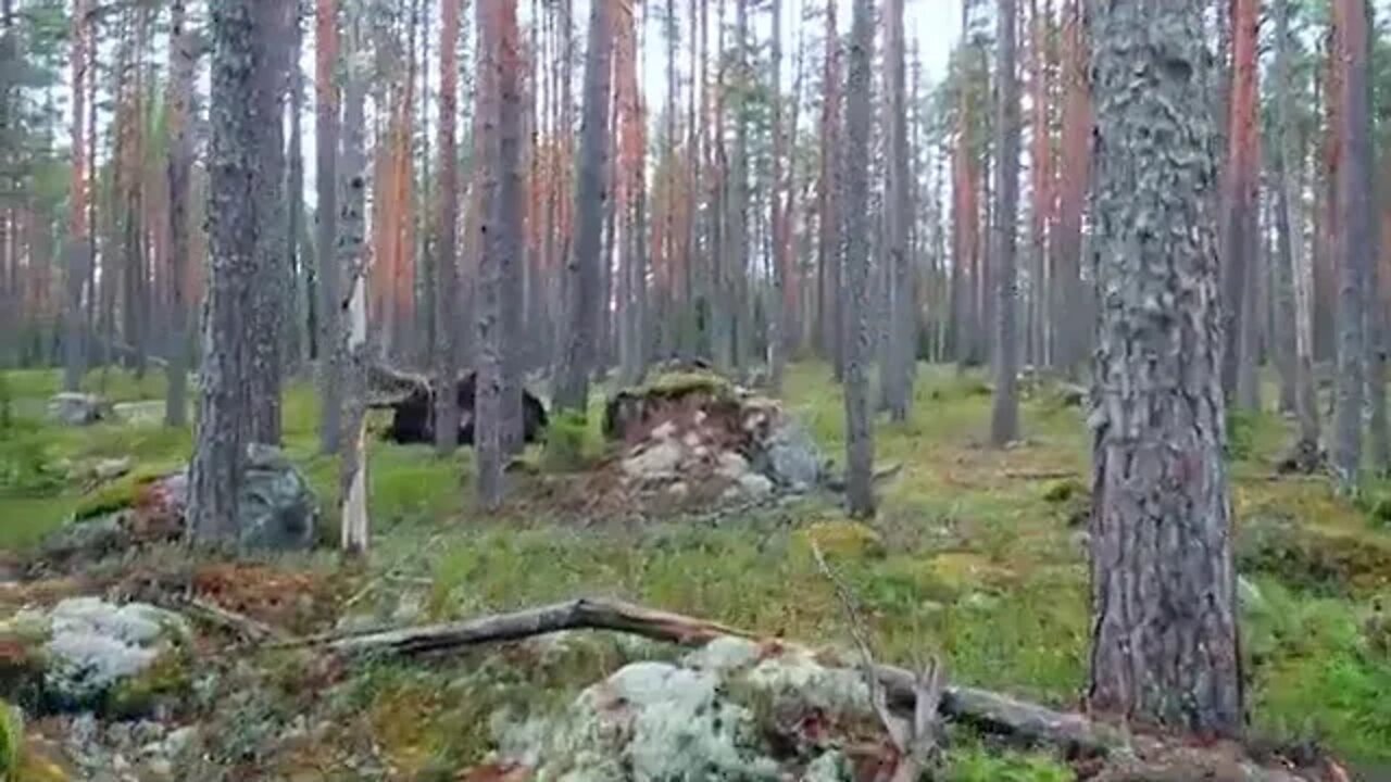 Autumn bushcraft hiking in the rainy fores...2