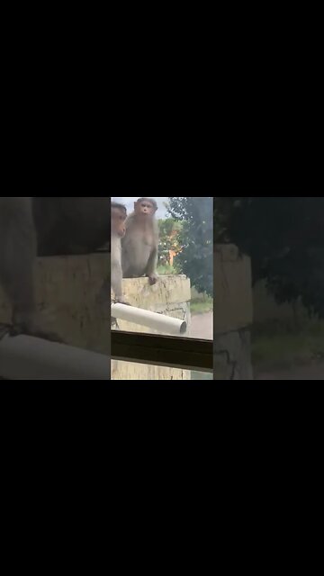 monkeys at our appartment #shortsvideo