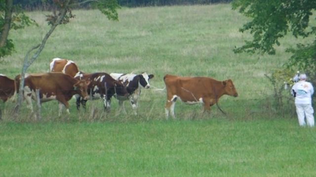 Amazing Bagpipe Cow Call