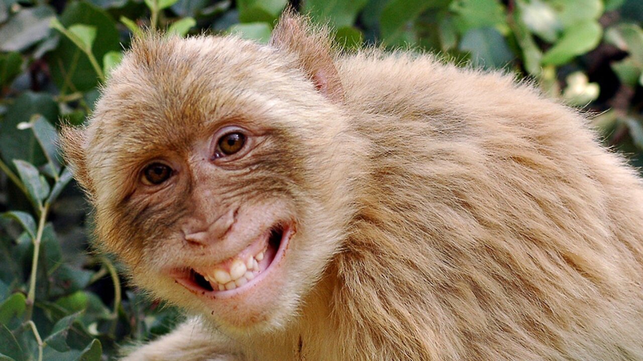 A monkey feeding fish in a pool of water