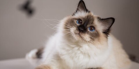 All Cat Breed Must Watch!!