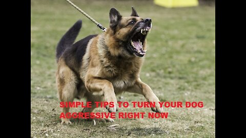 How To Make Dog Become Fully Aggressive Right Now With A Few Simple Tips