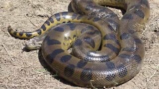 Massive anaconda attacks pickup truck