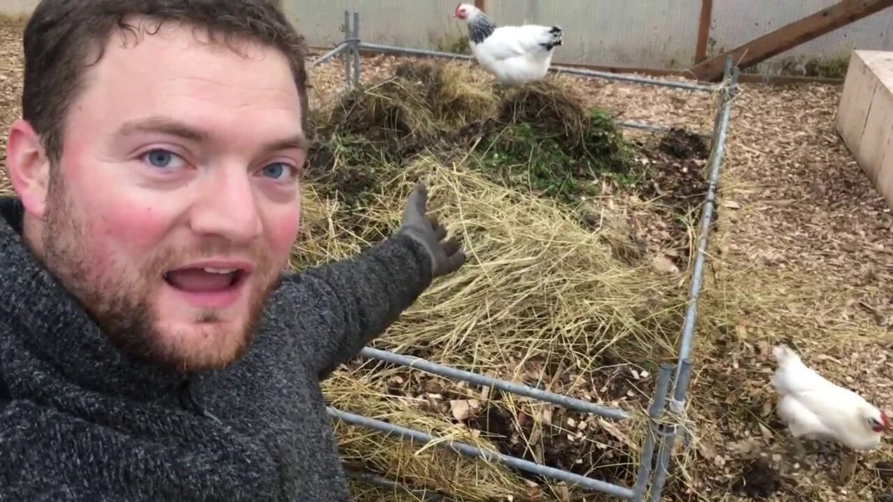 Compost Heater for Greenhouse + Free Chicken Feed