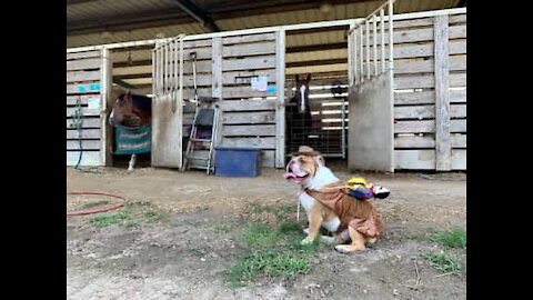 British Bulldog plays at being a horse