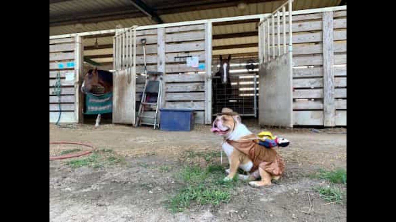 British Bulldog plays at being a horse