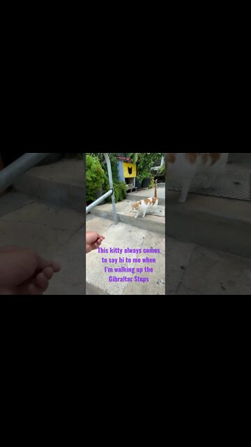 Friendly Kitty at Castle Steps Gibraltar #shorts
