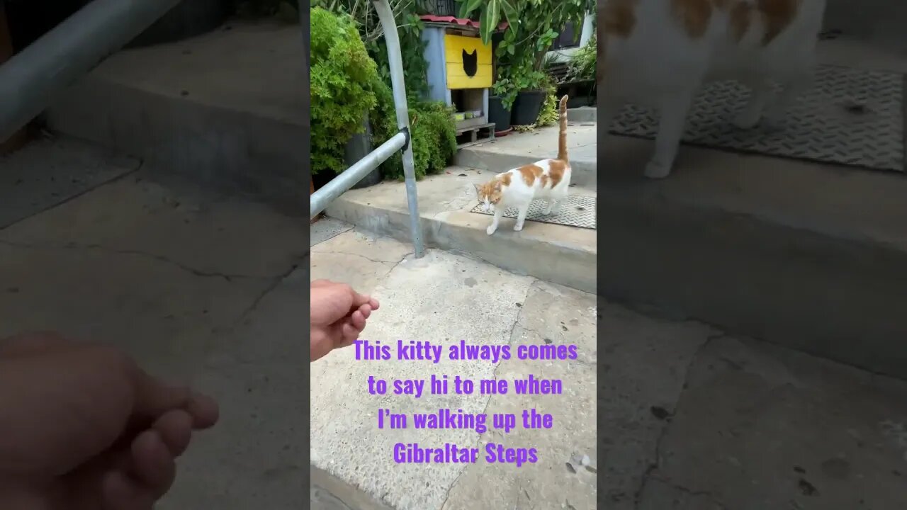 Friendly Kitty at Castle Steps Gibraltar #shorts