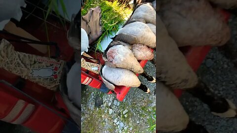 #birdhunting #goosehunting #hunting #bird #duck #duckhunt #duckhunters #viral #waterfowl