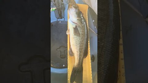 First "Deep" Jig Fish! #fishingtechniques #shorts #bassfishing