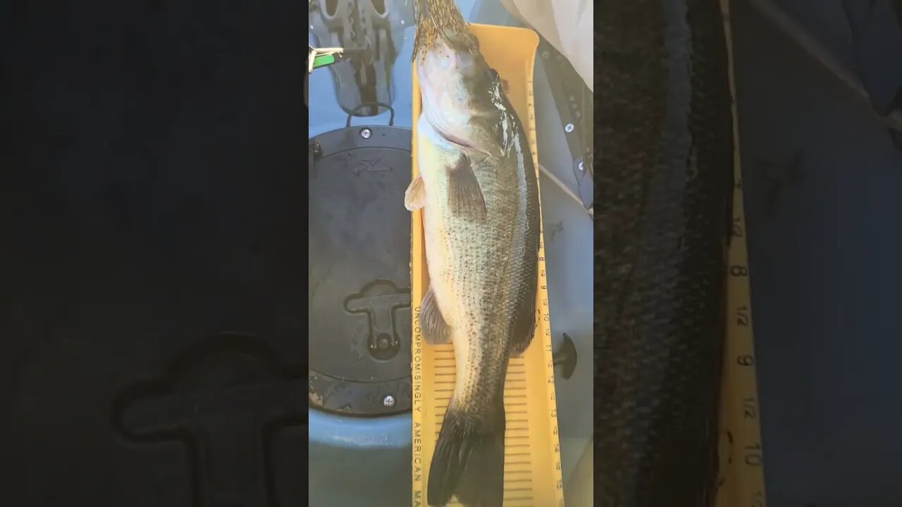 First "Deep" Jig Fish! #fishingtechniques #shorts #bassfishing