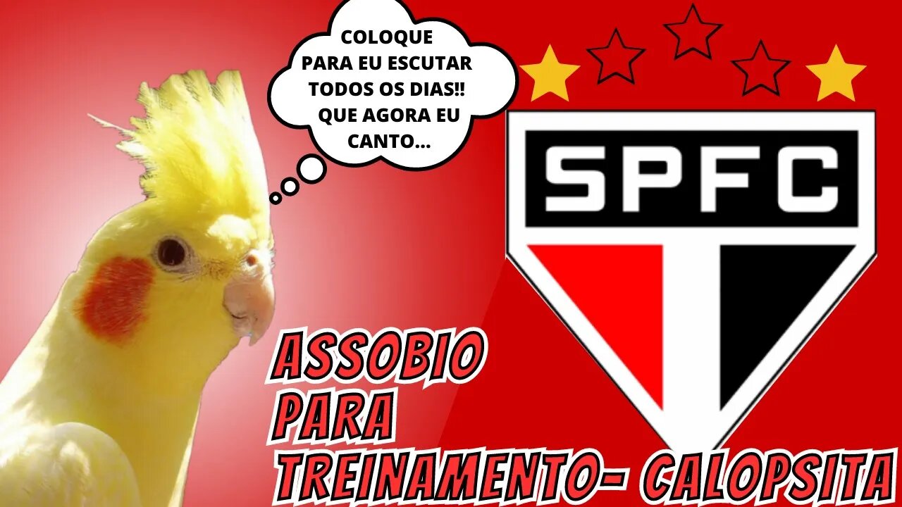 Assobio para treinamento de calopsitas hino do são paulo tricolor