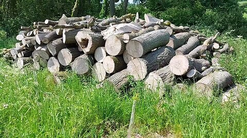 Pile of Logs Between Ravensthorpe and West Haddon