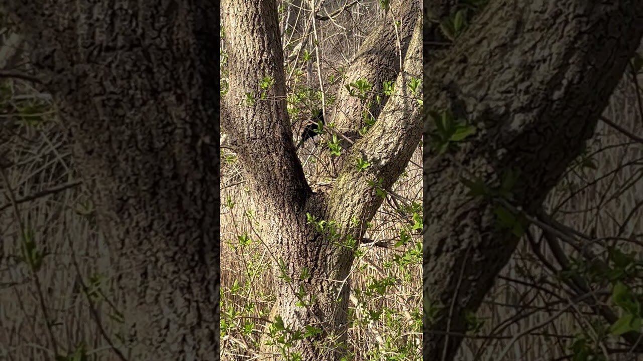 Red-winged and brown squirrel II Sharing a meal #viral #shorts #subscri