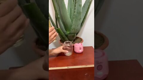 Homemade Aloe Vera cubes for glowing skin! l Skin Secrets With Beauty Girls 360p