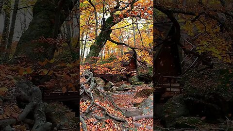 Autumn Serenity: Calming Music for Relaxation Amongst the Falling Leaves #shorts