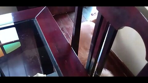 #dogshow , #animals , #dogs