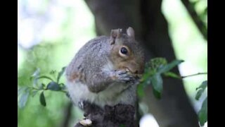 Esquilo londrino é obcecado por frutos secos