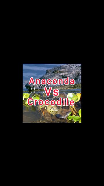 ANACONDA VS CROCODILE! Fight To Death - Wild Animals Attack! #Shorts #ytshorts #UbertainmentFun