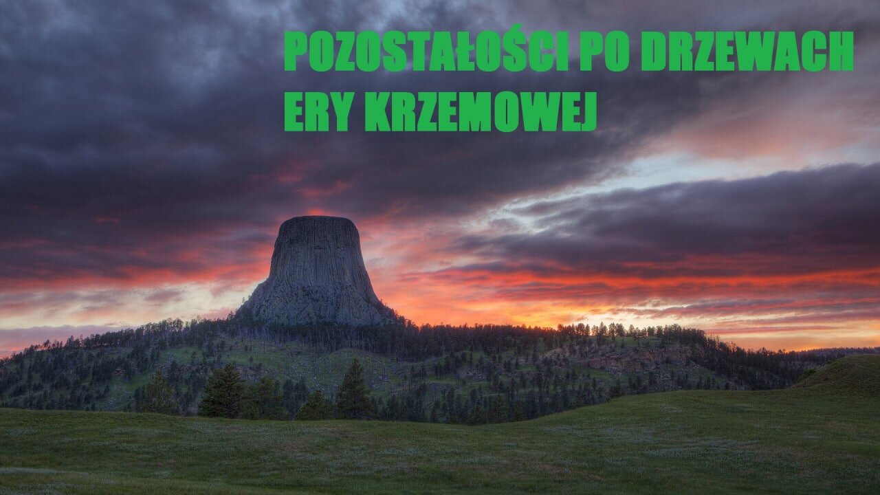 POZOSTAŁOŚCI PO DRZEWACH ERY KRZEMOWEJ