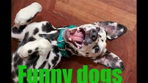 Funny dogs