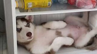 Un husky se réfugie dans le frigo pour échapper à la chaleur