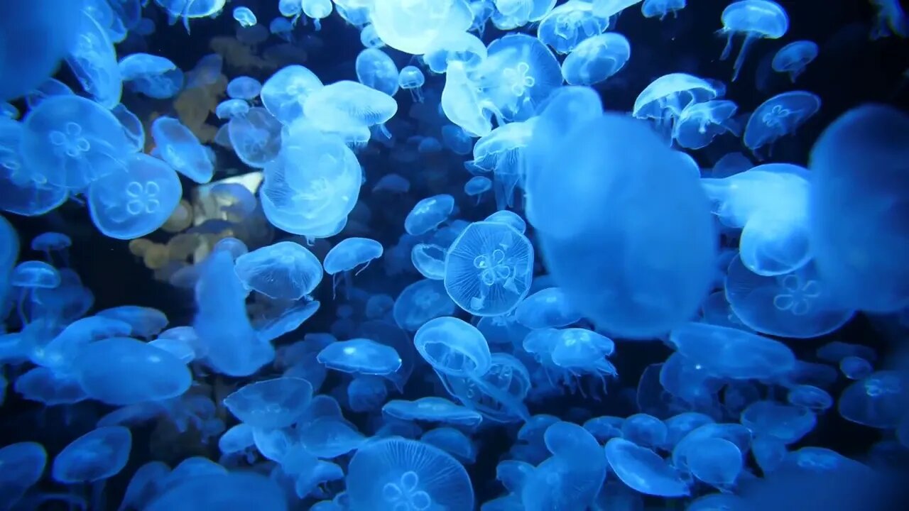 Close slow motion shot on moon jellyfish in an aquarium blue lights Montpellier