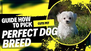 Complete Guide in picking the perfect Dog Breed