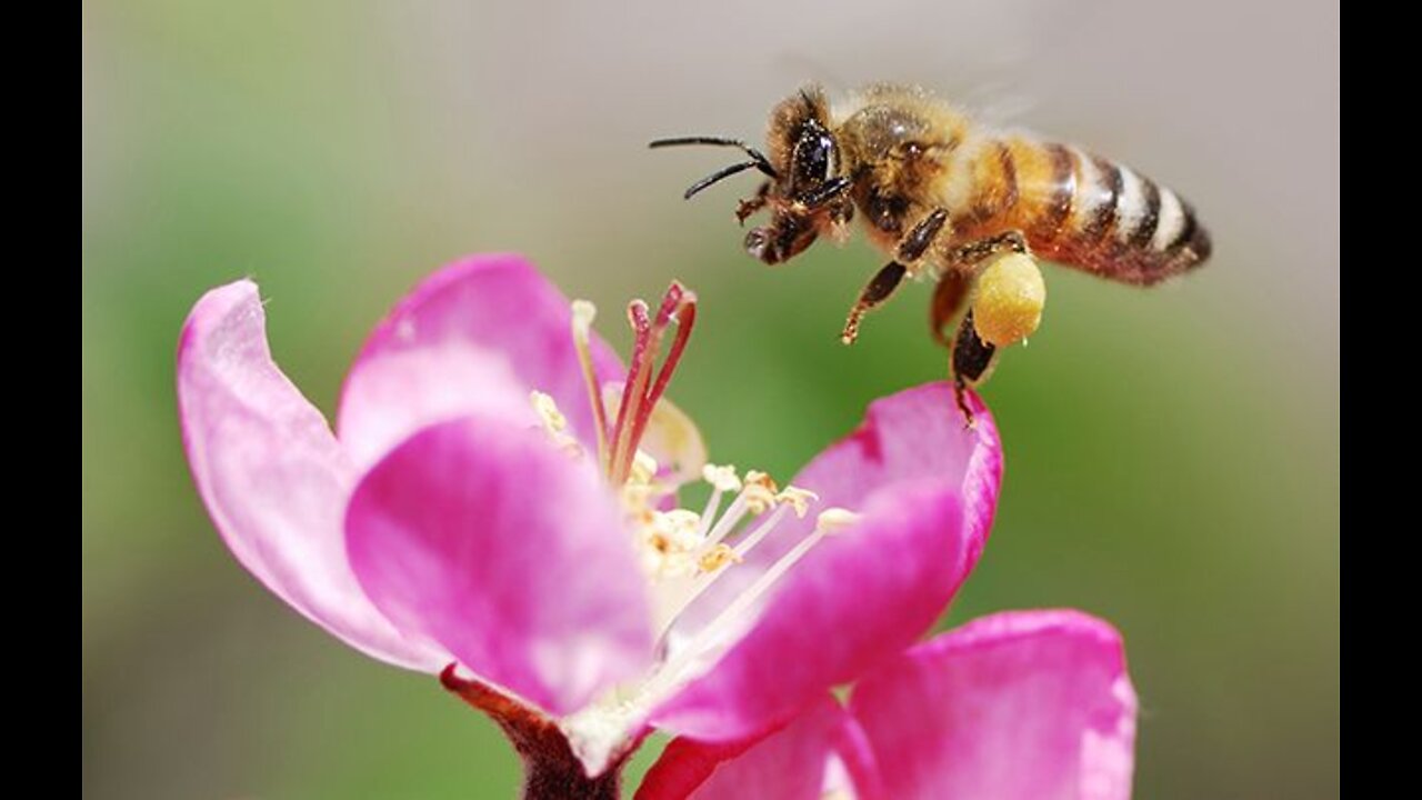 how to bees make honey