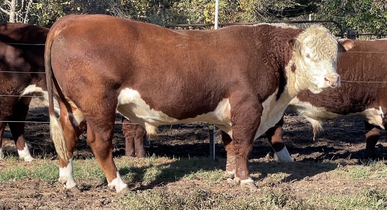 Registered Hereford Bull 🔥 “BROCK 712G”