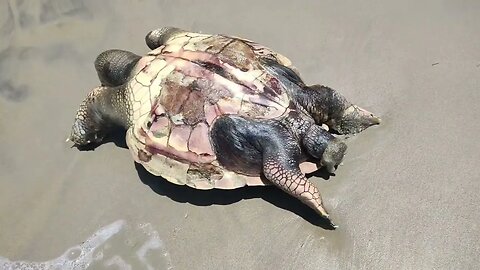 big turtle died in seashore