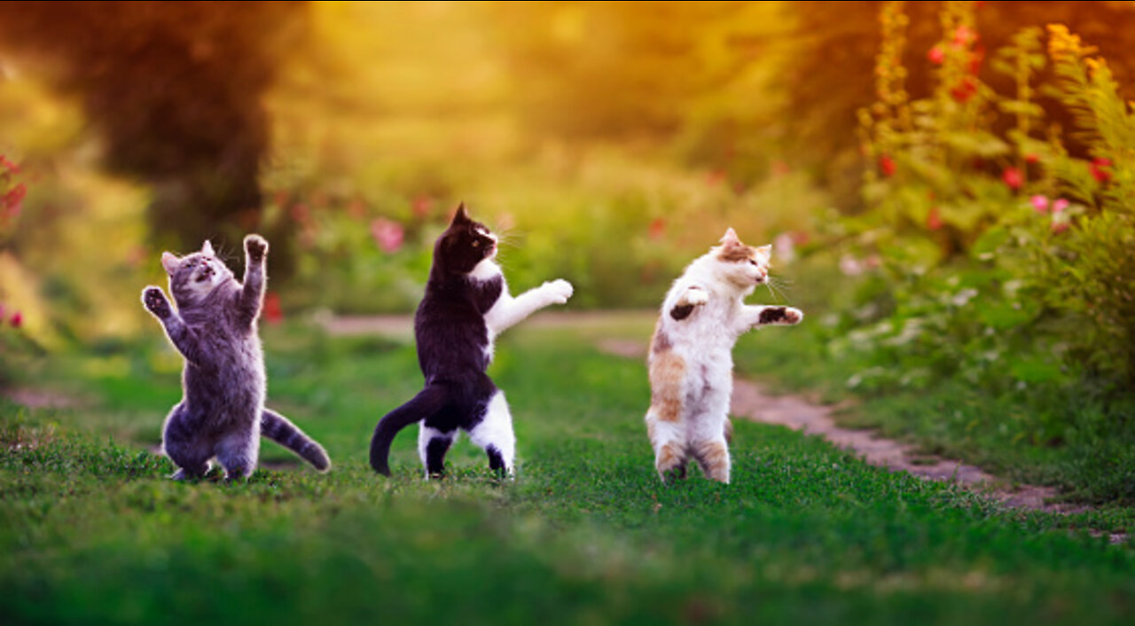 Funny Meows...LOLSZZZZZ