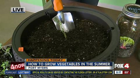 How to grow your own vegetables throughout the Florida summer