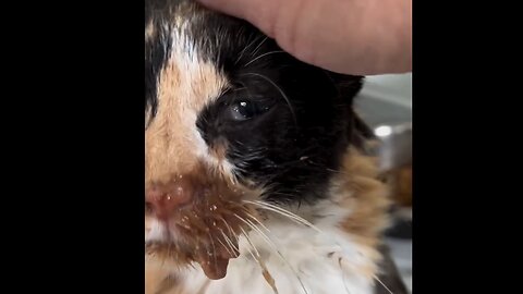Why I help animals