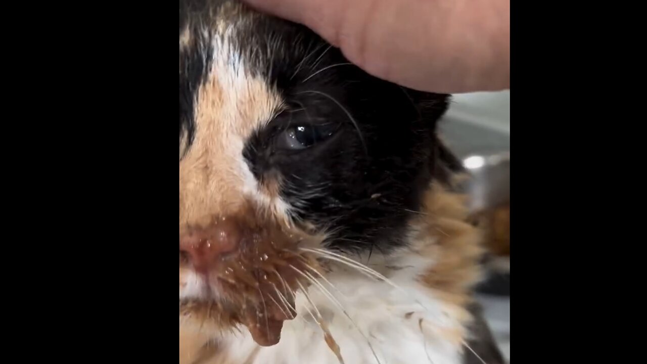 Why I help animals