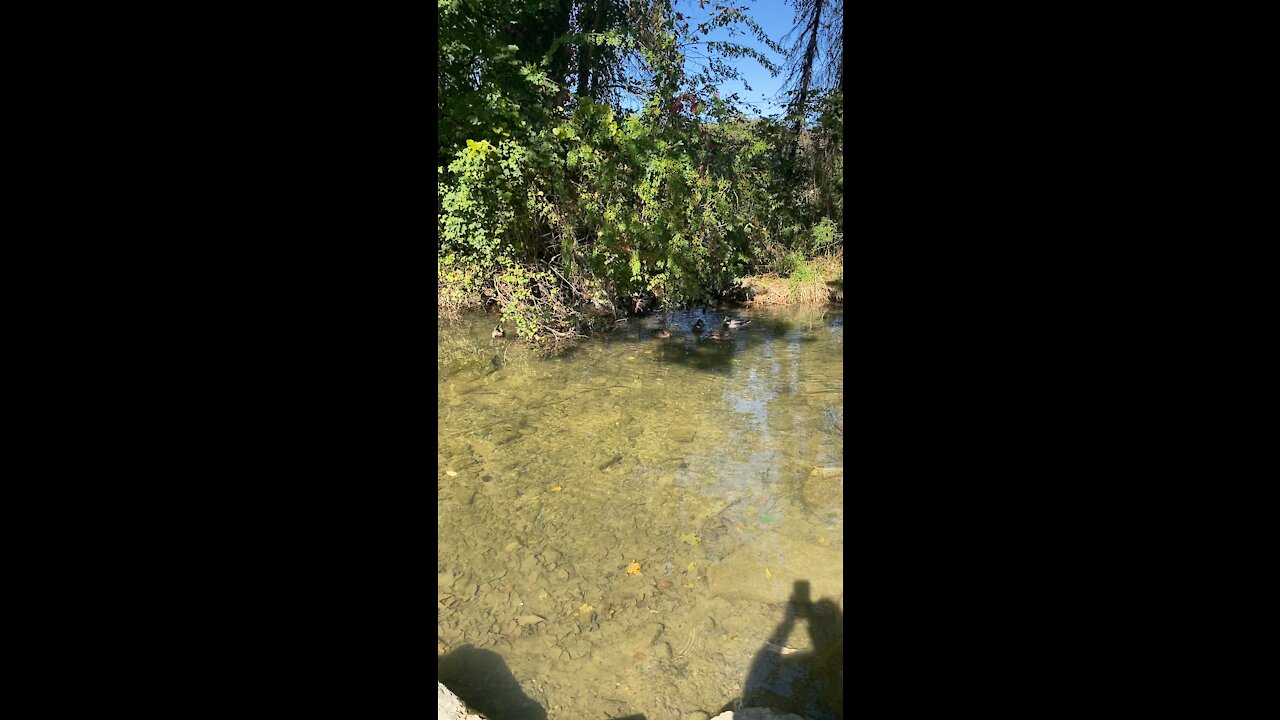 Ducks Swimming Peaceful