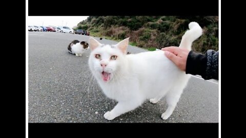 a cute white cat with a black pattern on its head