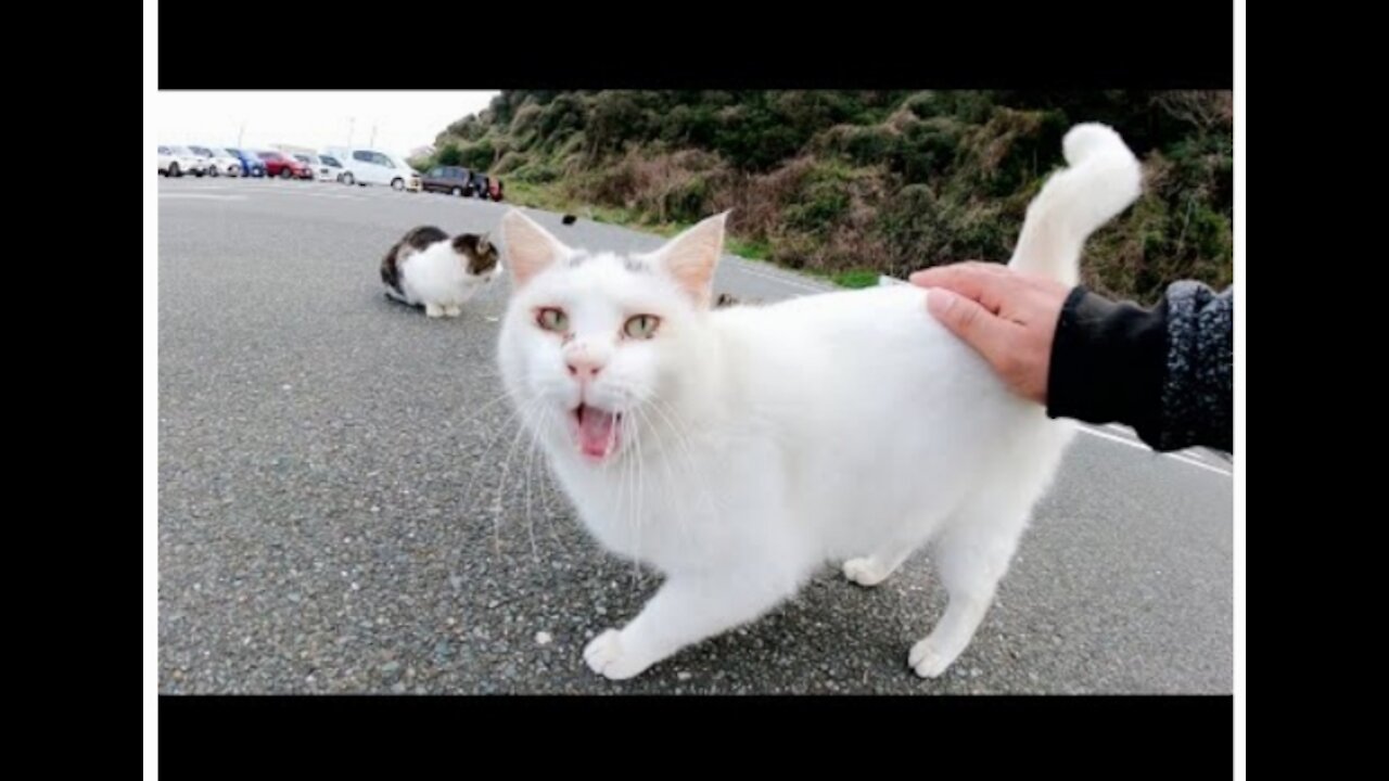 a cute white cat with a black pattern on its head