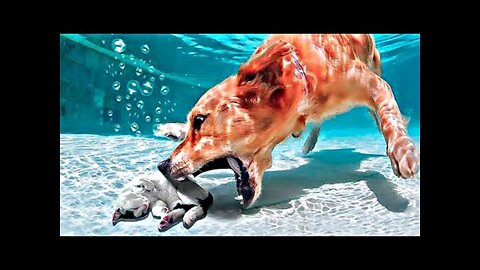 It NEEDS To Be Seen! Animals Save Each Other / Top 30 Moments