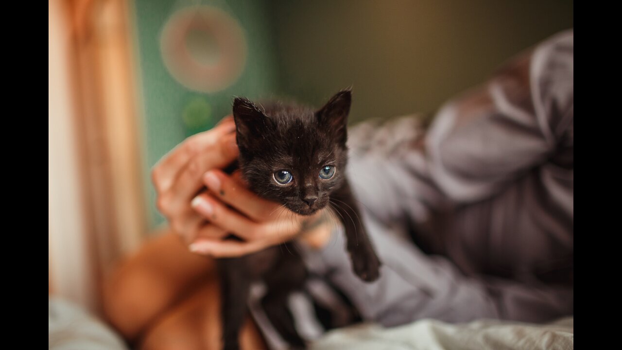 Several cute kittens coming out of eggs