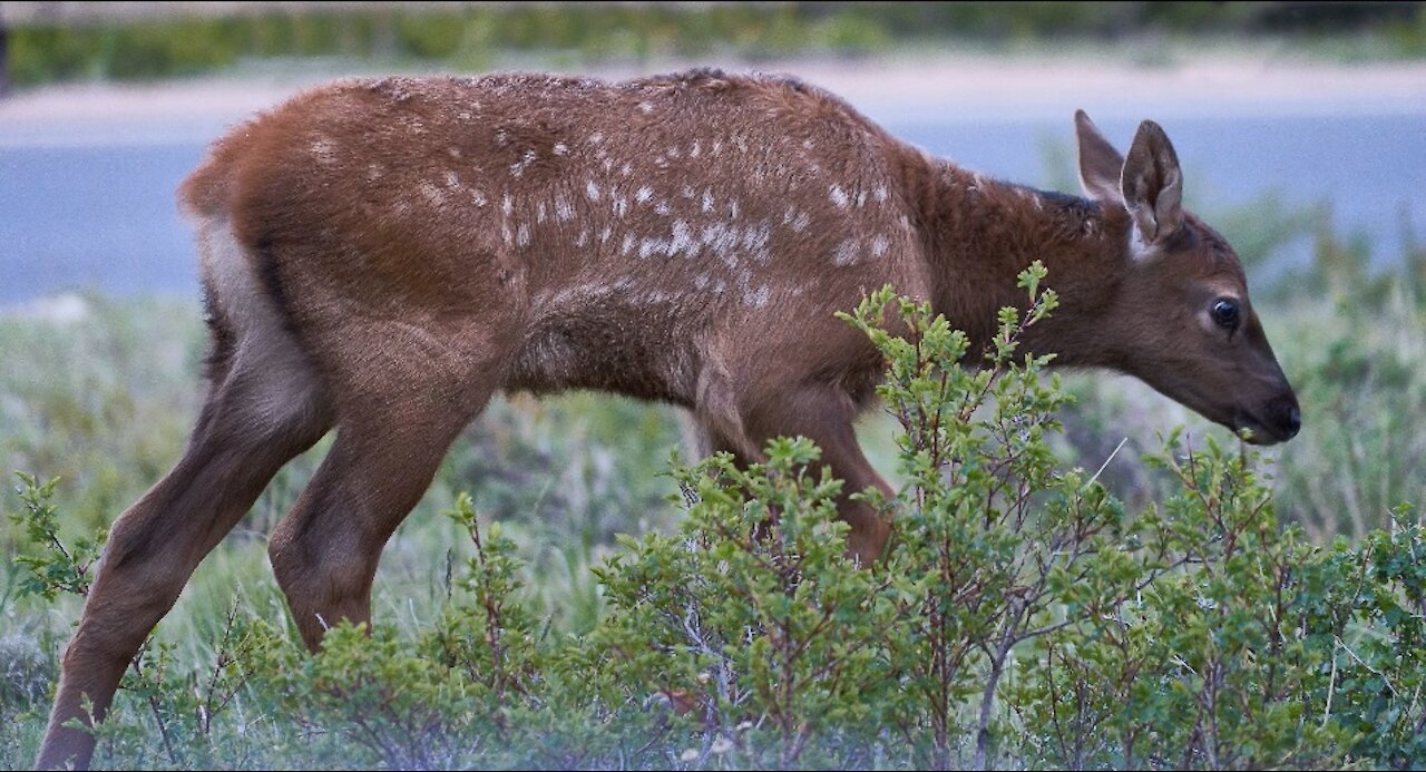 Rocky Mountain National Park Summer of 2019