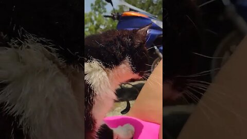 Oreo the #cat made biscuits on me while I was sunbathing so I gave her #pets